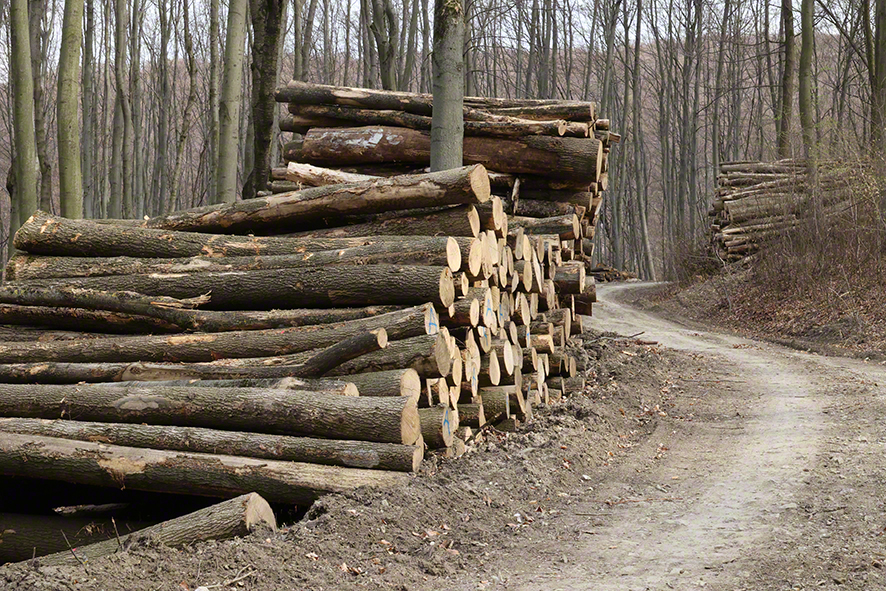 Wienerwald-Abholzung Hopfgartenkreuzung-Sulzwiese